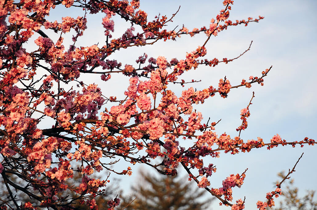 Trees in bloom A close shot of tree limbs in bloom with pink flowers.
