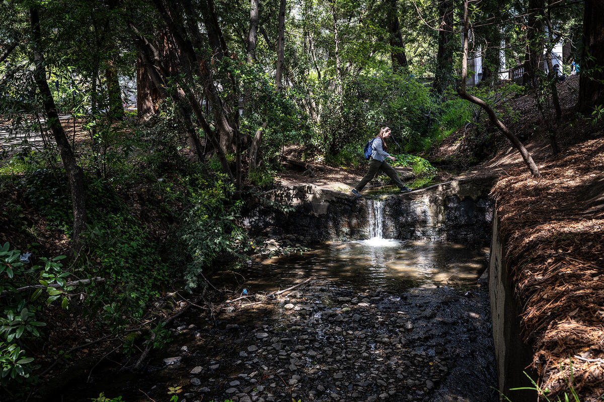 A student jumping over Strawberry Creek in a forest of trees