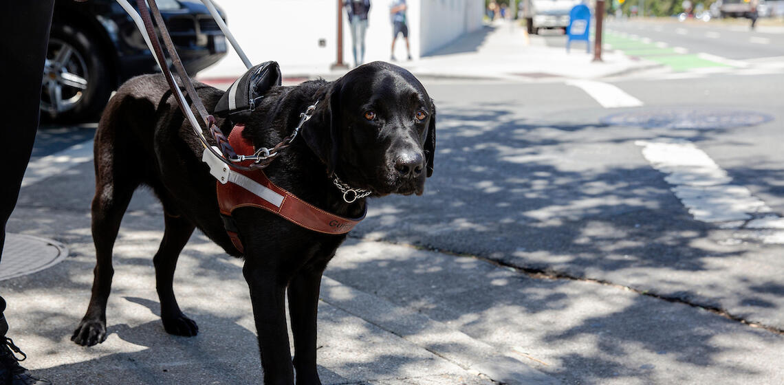 Derek Coates and Afton, Coates' seeing-eye dog, wait at their usual stop light at Oxford Street and Center Street as they walk o