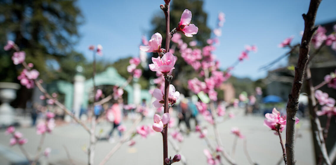 Sather gate in the background of a focus of pink flowers blossiming