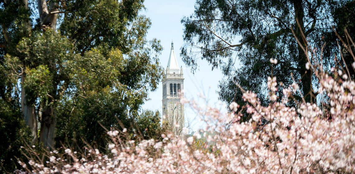 Sather Tower is framed by trees on the left and right, with blooming cherry blossom trees underneath