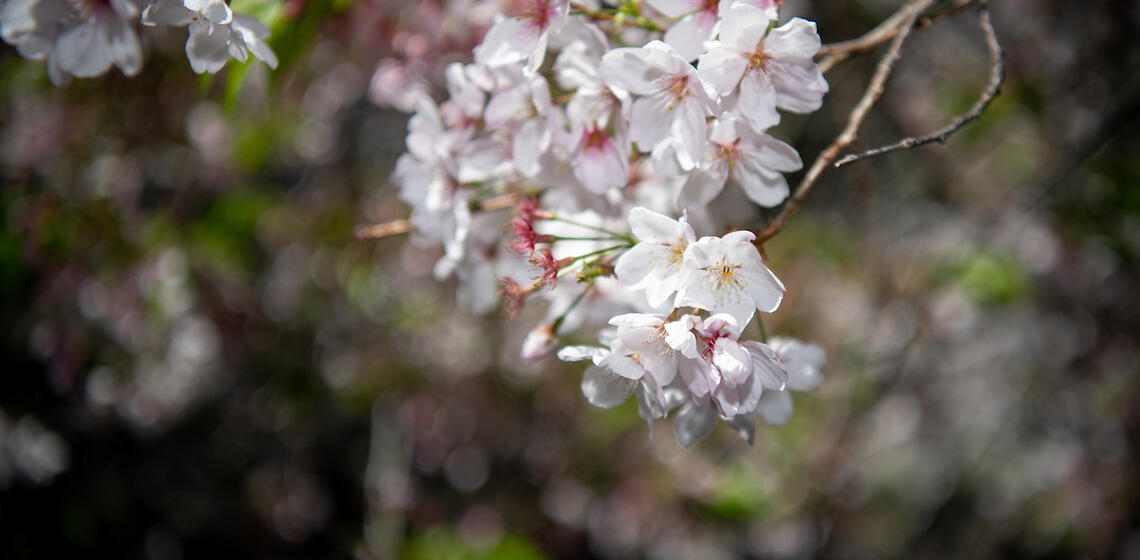 cherry blossom flowers on a branch